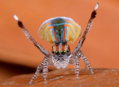 peacock-spider.jpg