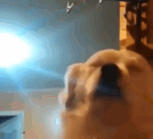 Dog Dancing Happy GIF - Dog Dancing Happy - Discover & Share GIFs