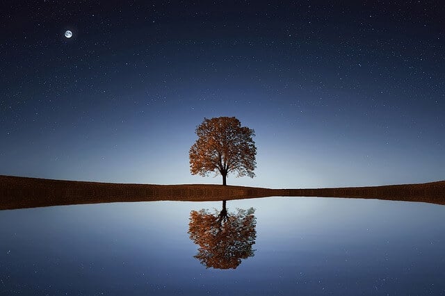 tree-838667_640-1.jpg