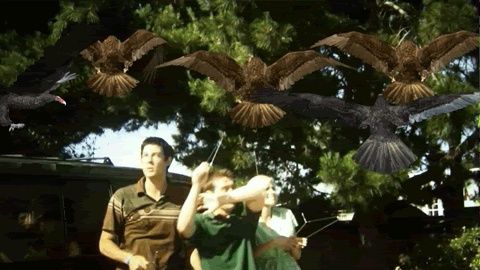 birdemic-2.gif
