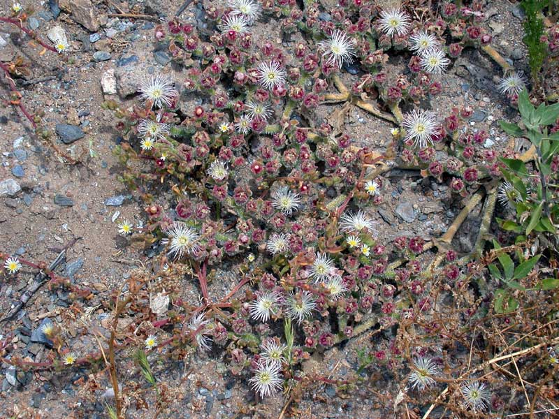 M-crystallinum-habit-800.jpg