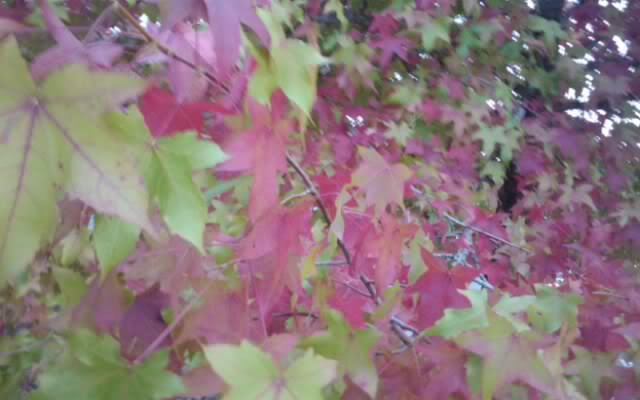 redgreenautumcaughtem.jpg