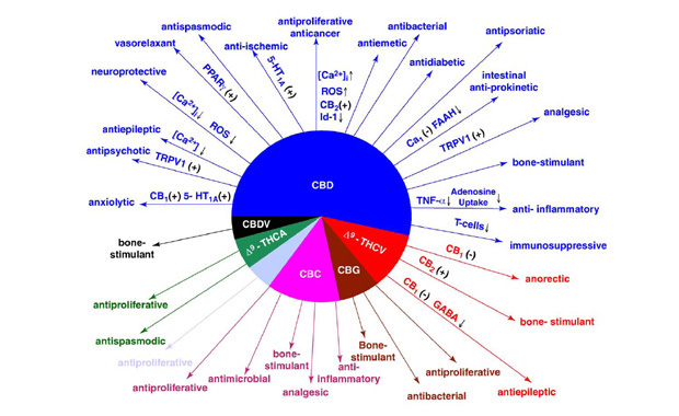circle-of-cannabinoids.jpg