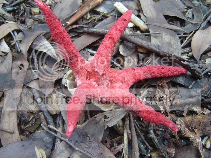 fungi4.jpg