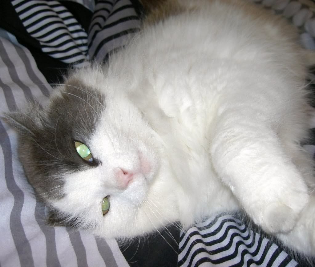 PICT2597.jpg