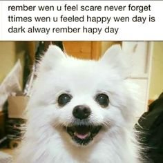 59f04a0e98e86edc2bceebd037ba577a--animal-memes-dog.jpg