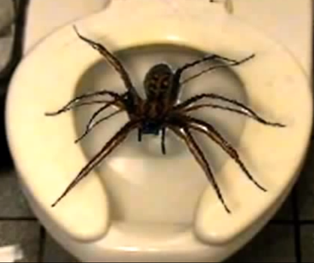 spider.png