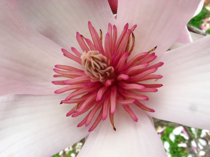 Flower1-1.jpg