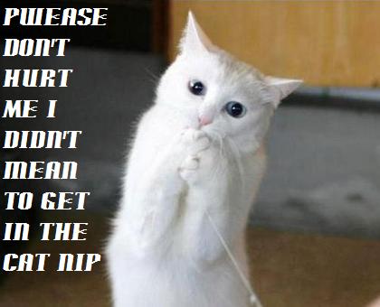 funny%2Bcats9.jpg