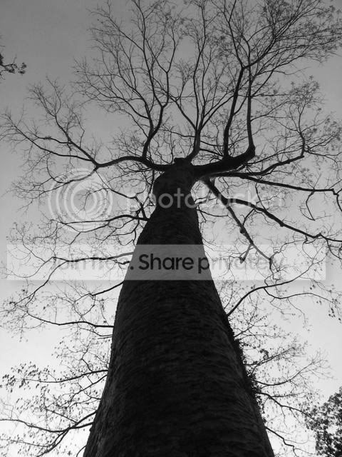 tree.jpg