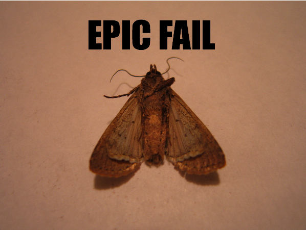 failmoth.jpg