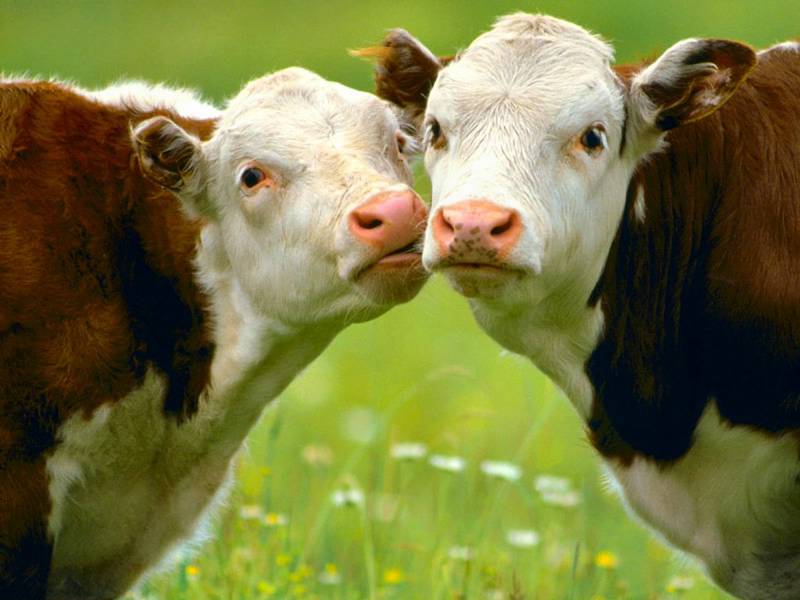cows.jpg
