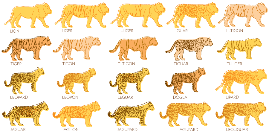 Type3_liger2_900.png