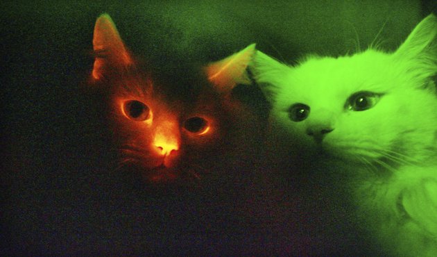 strange-creatures-3.jpg