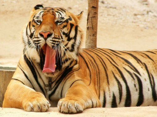 Tiger-Yawn-tigers-12314677-500-375.jpg