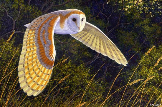barn-owl.jpg