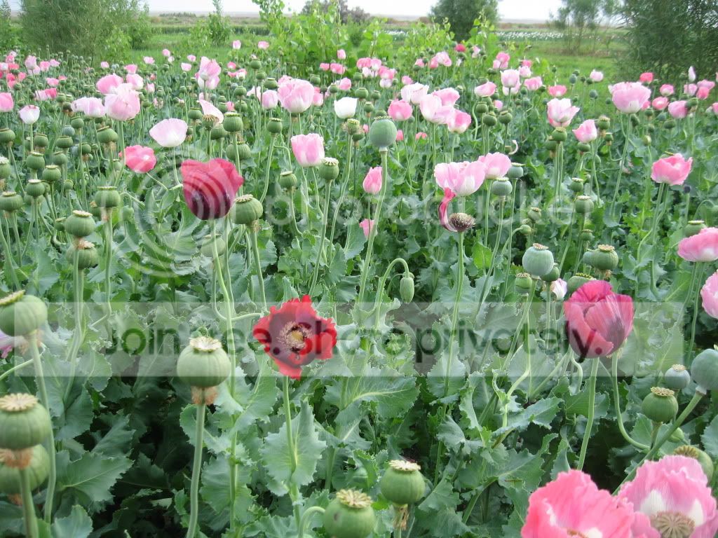 IMG_0307.jpg