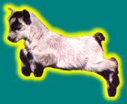 logo-small.gif