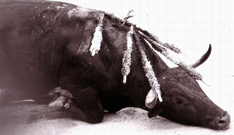800px-Stier_geveld5.jpg