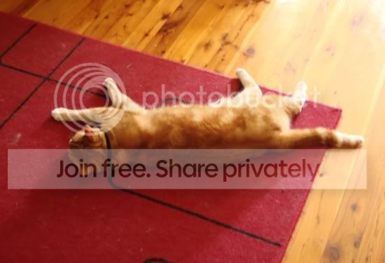 hotkitties3.jpg