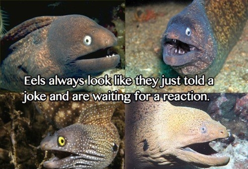 eels.jpg