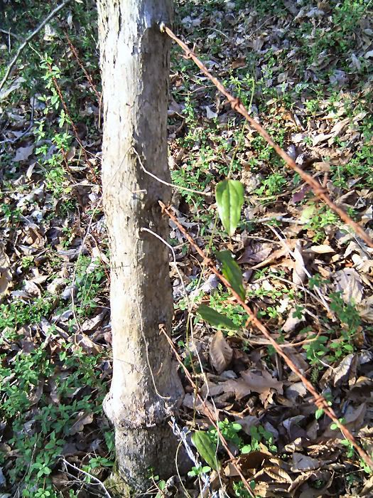 livingfencepost2.jpg