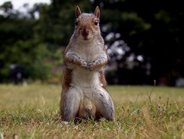 618_uktv_gbbo_squirrel.jpg