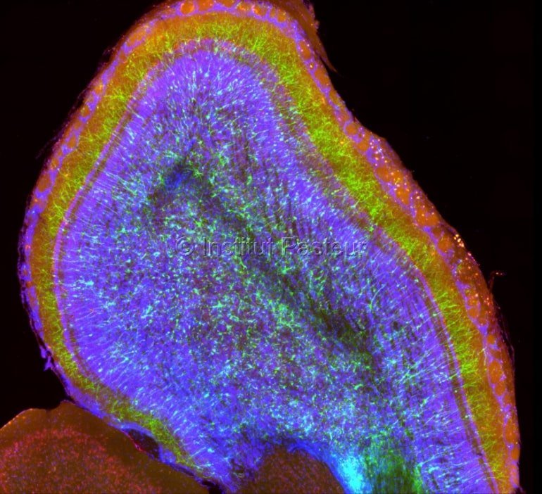 neurosciencenews.com