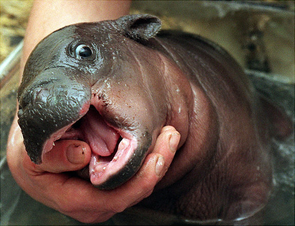 gal_hippo_baby.jpg