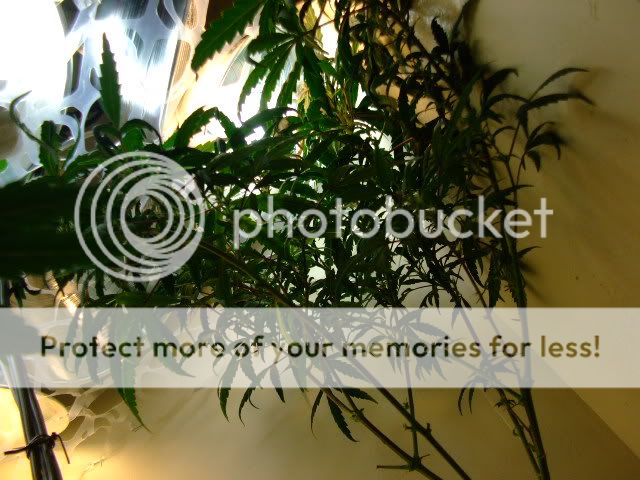 weed076.jpg