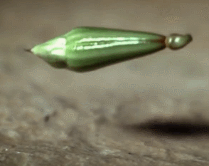 cduN4pw.gif