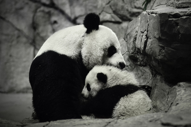 panda-hug.jpg