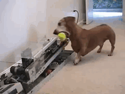 tumblr_msvkej3rpT1rd9eobo1_250.gif