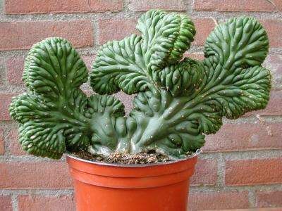 mutation1.jpg