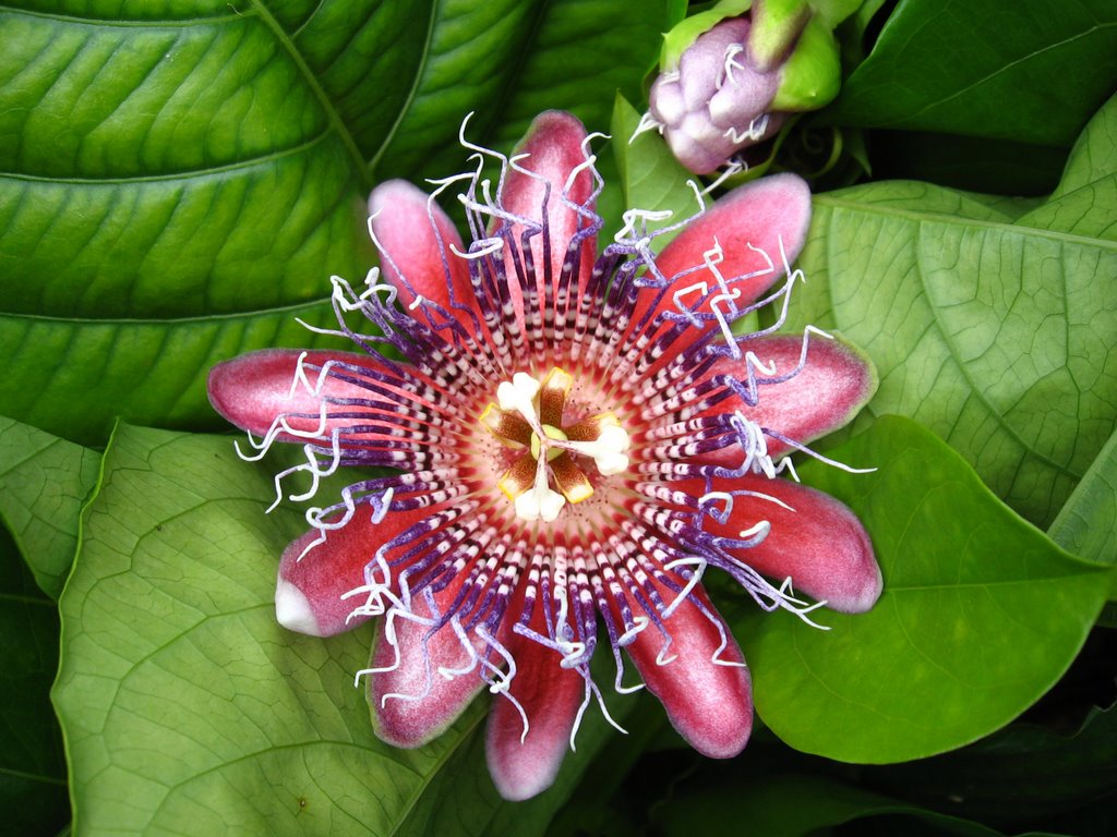 Passiflora.jpg