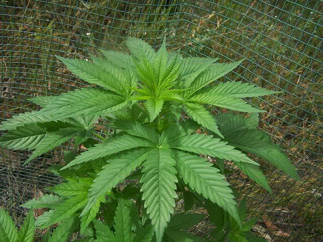 superskunk1low220skewed.jpg