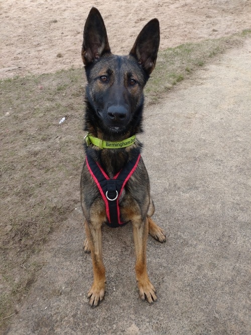 birminghamdogshome.org.uk
