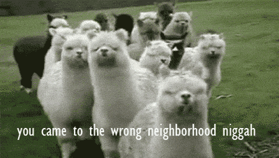 tumblr_lwg1wuAD4V1qcuxhpo1_400.gif