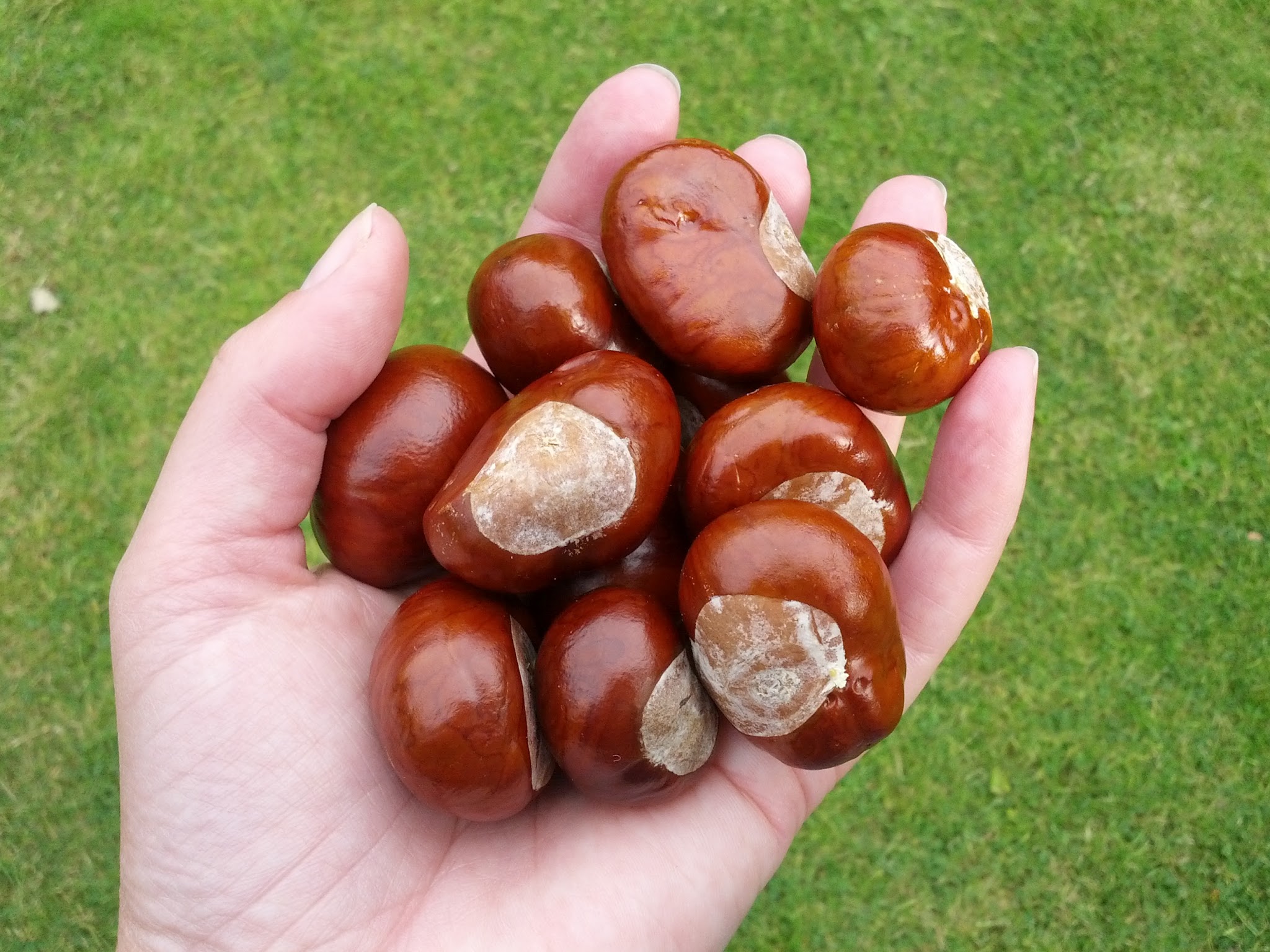 conkers.jpeg