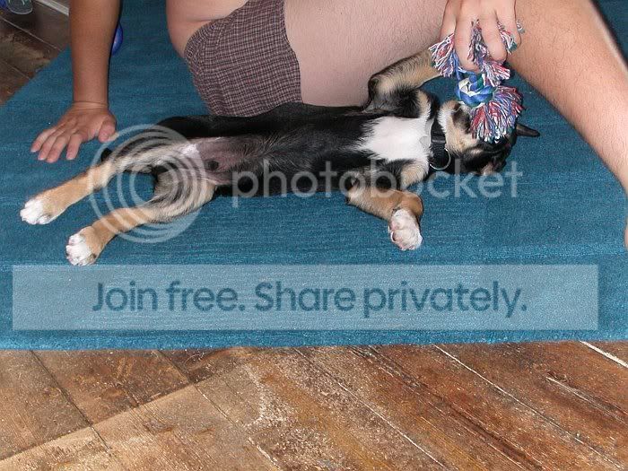 puppyresize.jpg