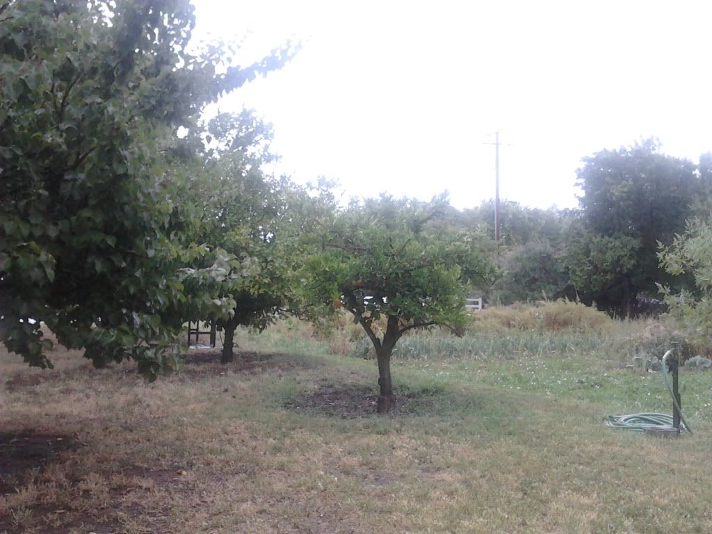 IMG_20110628_172400.jpg