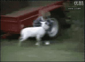 83779393.gif