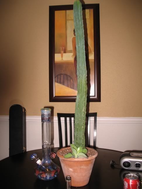 pedro.jpg