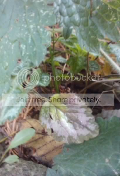 1030leafs.jpg