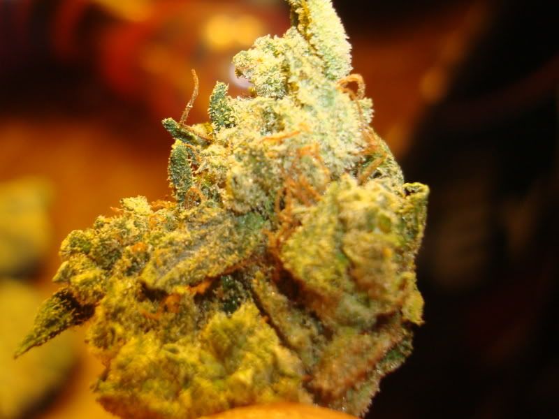 BlueberryxWhiteWidow.jpg