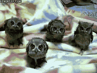 ega5j.gif