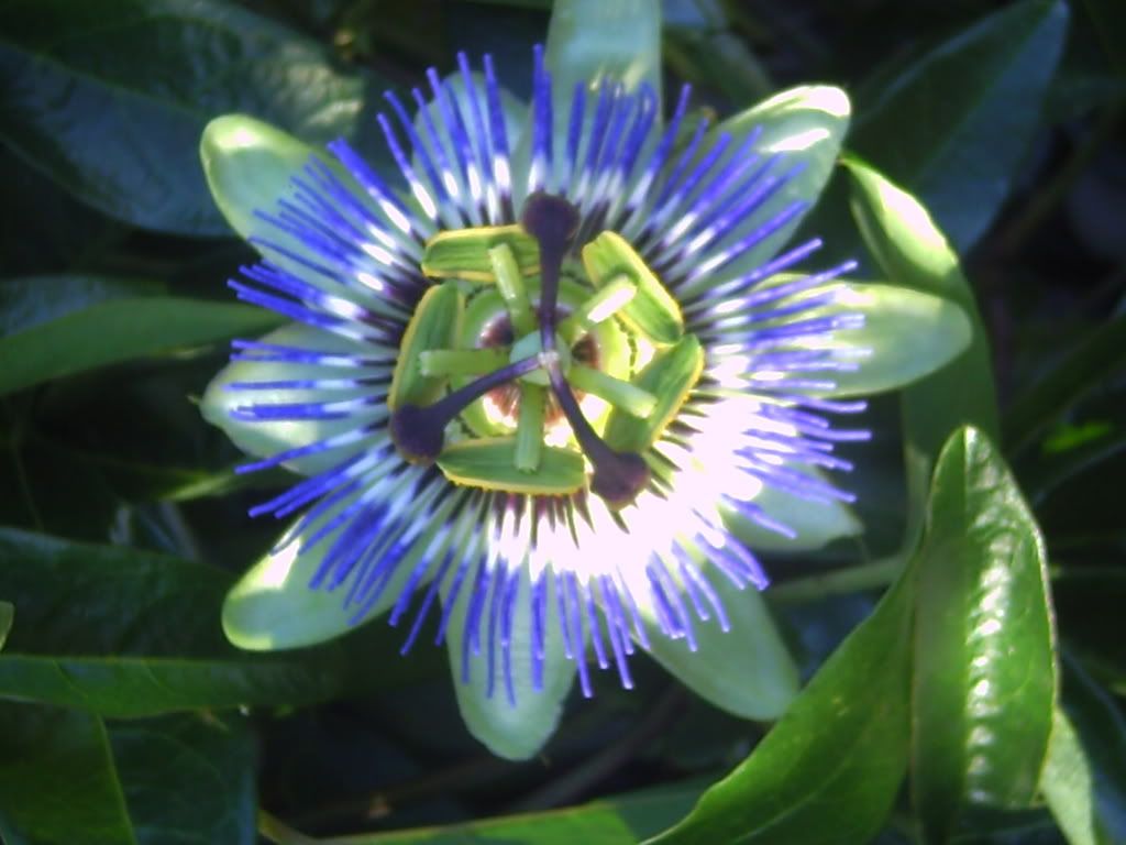 Passionflower089.jpg