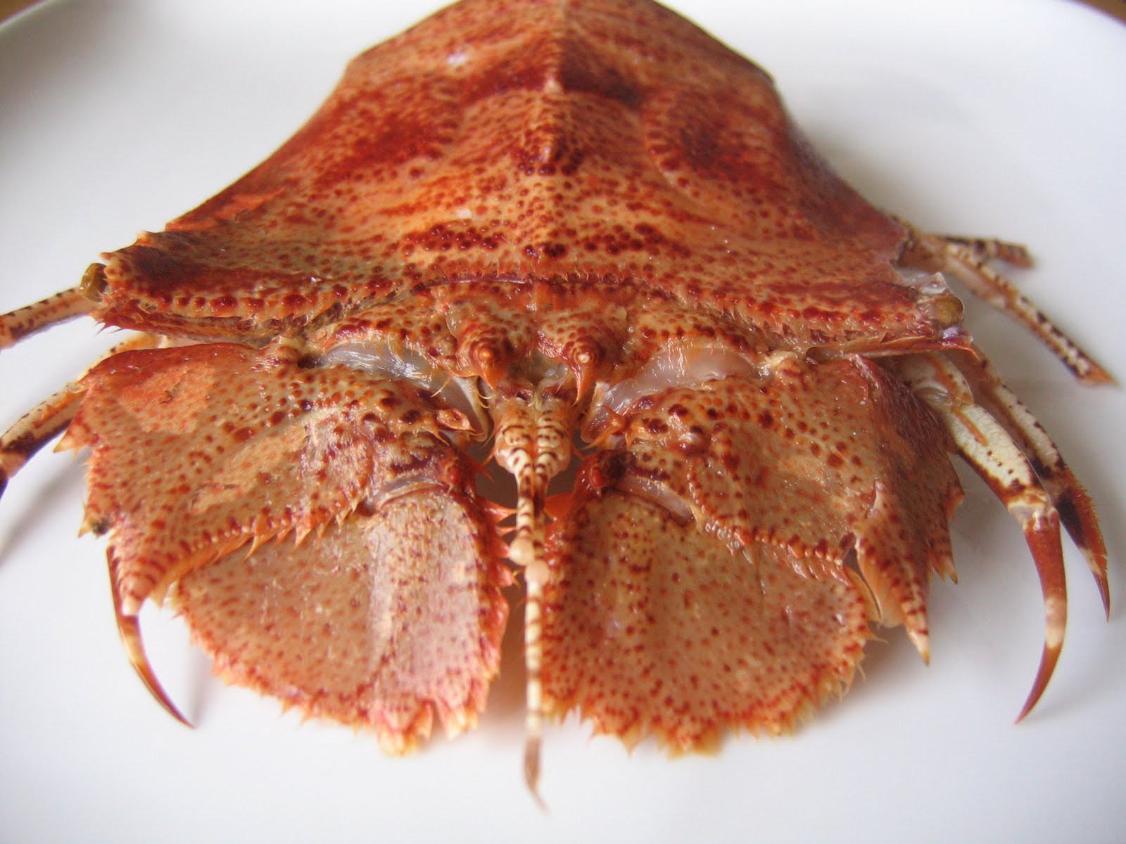 moretonbaybug1.JPG
