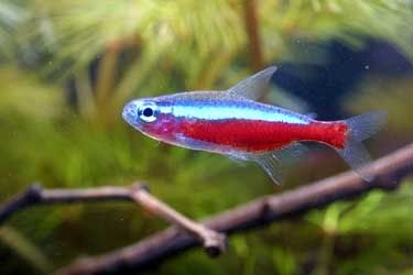tetra.jpg