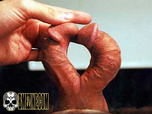 Genital_Bisection-1.jpg